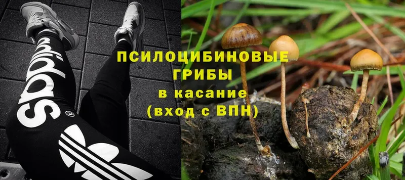 купить закладку  Макаров  Псилоцибиновые грибы Psilocybine cubensis 